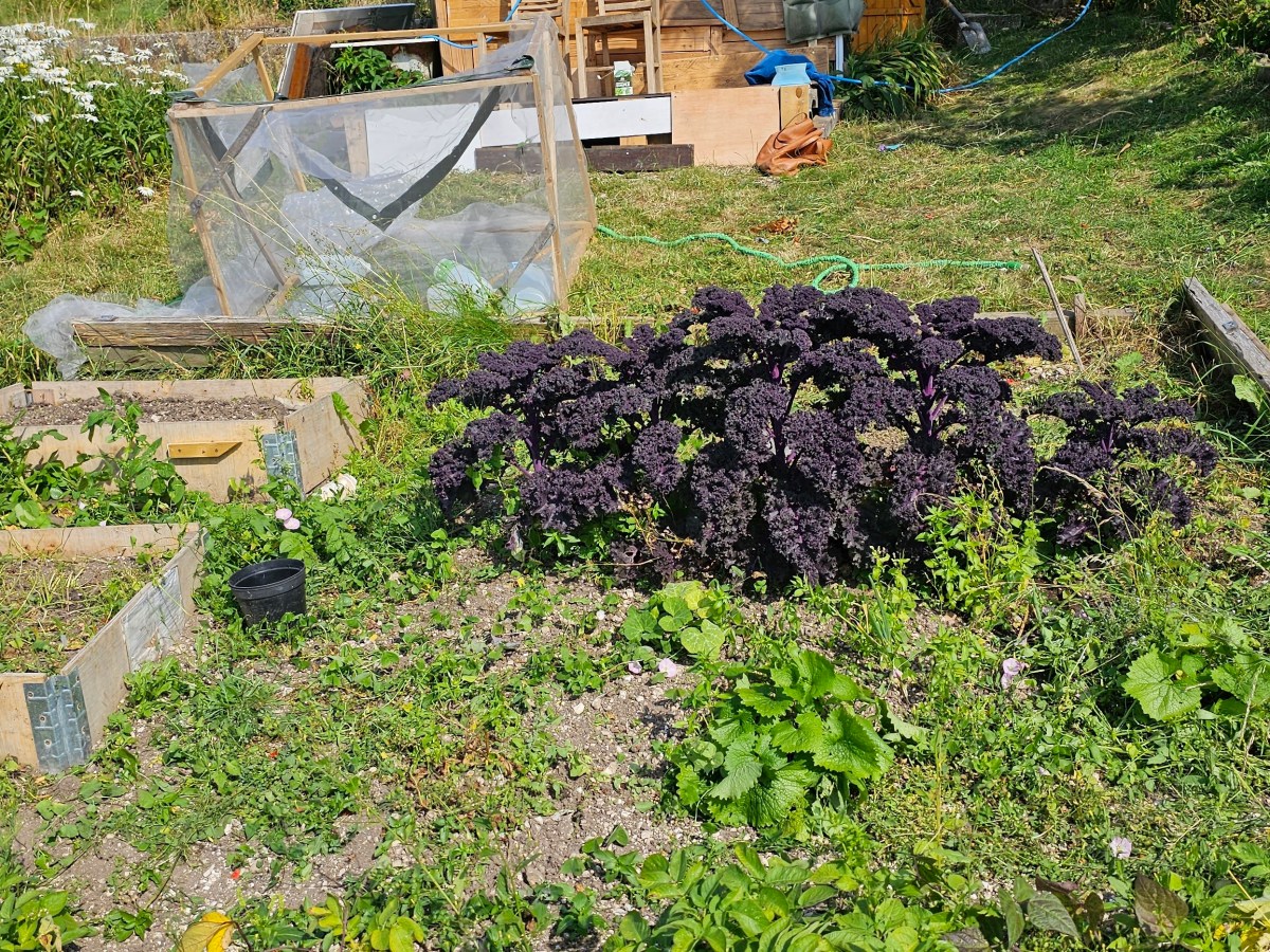 June/July 2023 Allotment post&nbsp;mortem